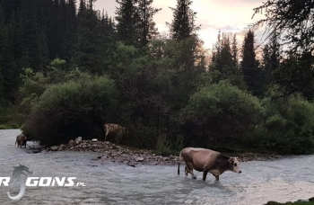 Atak Kirgijskich dzikich krow